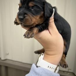 Dachshund Puppies from Bailey’s Dacshunds