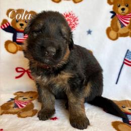 Cola - Black and red male German Shepherd puppy in Coplay, Pennsylvania from By My Side Germans Shepherds & Dobermans