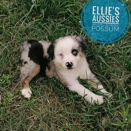 Possum - Blue merle male Miniature Australian Shepherd puppy in Kettle Falls, Washington from Ellie's Miniature Australian Shepherds