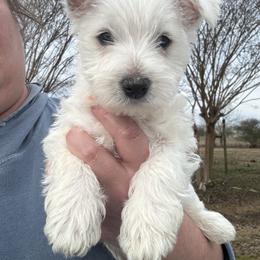 Orange boy - White male West Highland White Terrier puppy in Cullman, Alabama from Twin Lake Westies