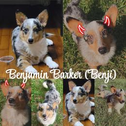 Benjamin Barker - Blue merle and white male American Corgi puppy in Moore, South Carolina from Chaotic Corgi’s