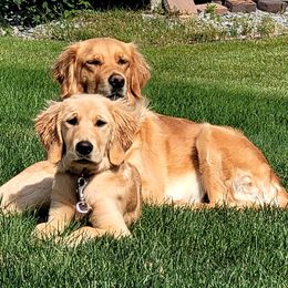 Shelby - Golden Retriever