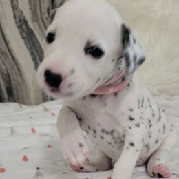 Light Pink - Deaf - White and black Dalmatian puppy in Adamstown, Maryland from Sprinkled with Hearts Dalmatians