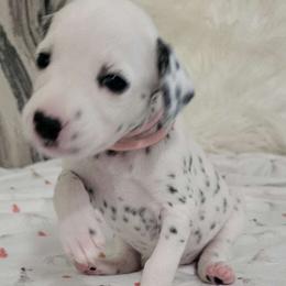 Light Pink - Deaf - White and black Dalmatian puppy in Adamstown, Maryland from Sprinkled with Hearts Dalmatians