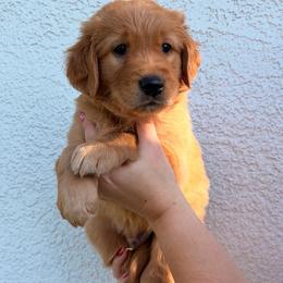Abu - Golden male Golden Retriever puppy in Millville, California from Hope Lane Kennels