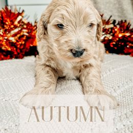 Autumn - Apricot Goldendoodle puppy in Madison Heights, Virginia from Nottaway Doodles