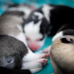 Siberian Husky Puppies from Ivie Huskies