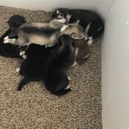 Siberian Husky Puppies from Sassenach Siberians