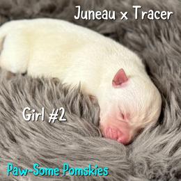 Girl 2 - White female Pomsky puppy in Krum, Texas from Paw-Some Pomskies
