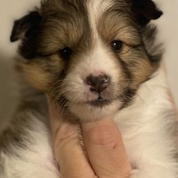 Boy 1 - Sable merle and white male Shetland Sheepdog puppy in Temperance, Michigan from NorthAcre Shelties