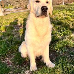 Kane - Light golden male Golden Retriever puppy in Sacramento, California from Bear State Goldens