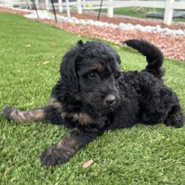 Athena - Black female Bernedoodle puppy in Castle Rock, Colorado from South Denver Bernedoodles