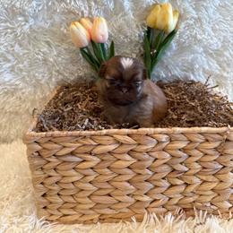 Finch - Red and tan male Shih Tzu puppy in Success, Missouri from Sweet Success