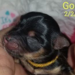 Girl 4 - Black and tan Yorkshire Terrier puppy in Palm Bay, Florida from Ms.tee.yorkies.s.florida