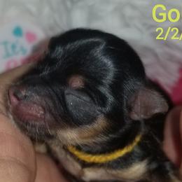 Girl 4 - Black and tan Yorkshire Terrier puppy in Palm Bay, Florida from Ms.tee.yorkies.s.florida
