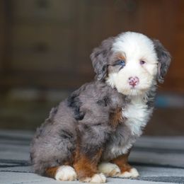 Gust - Merle male Bernedoodle puppy in Dundee, Ohio from Down Home Doodle