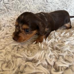 Girl 1 - Dapple female Dachshund puppy in Hindsville, Arkansas from Okie Dokie Doxie