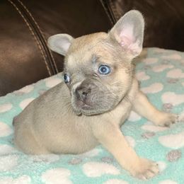 Louis - Fawn male French Bulldog puppy in Graham, Washington from Kristy's French Bulldogs & Mini Schnauzers