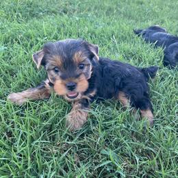 Erlene - Black and tan female Yorkshire Terrier puppy in Medicine Lodge, Kansas from Diane Davis