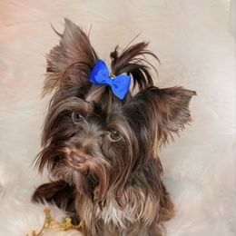 Ruby - Yorkshire Terrier