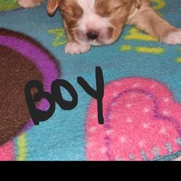 Cavalier King Charles Spaniel and Shih Tzu Puppies from Nashell Lynem