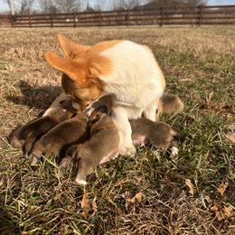 Pembroke Welsh Corgi Puppies from Hansen Corgis