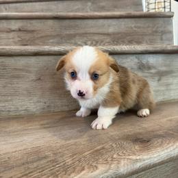 Feta - Red merle and white female American Corgi puppy in Pahrump, Nevada from Desert Sunset Corgis