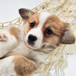 Ron - Red male Pembroke Welsh Corgi puppy in Kiowa, Colorado from Cool Water Corgis LLC