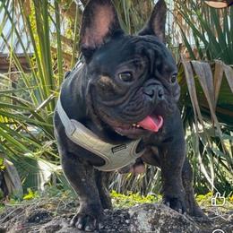 Belly - French Bulldog