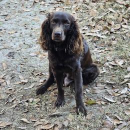 Boykin Spaniel, English Springer Spaniel, and Rat Terrier Puppies from 31 Pines Kennels