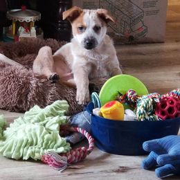 Australian Cattle Dog and Black and Tan Coonhound Puppies from FullMoon Kennel