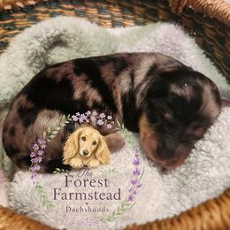 Cosmo - Dapple male Dachshund puppy in Poulsbo, Washington from Forest Farmstead Dachshunds