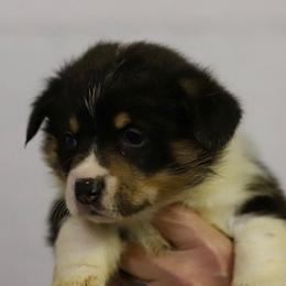 Boy 2 - Black and tan male Pembroke Welsh Corgi puppy in Ocala, Florida from Dolan Farms Corgis