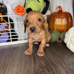 Rose - Red female Dachshund puppy in Los Angeles, California from Mini Doxies R Us