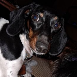 Dachshunds from Highview Farm