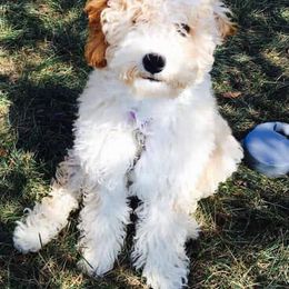Goldendoodle and Poodle All Grown Up from Lisa’s Oodilly Doodles