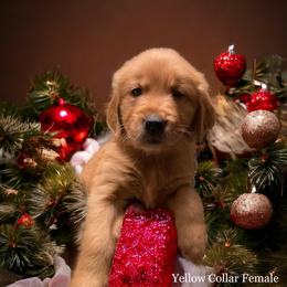 Golden Retriever Puppies from Studley Hill Goldens, LLC.