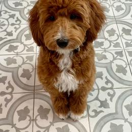 Goldendoodle All Grown Up from Goldendoodle AZ