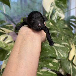 Pugsley - Black male Poodle puppy in Monetta, South Carolina from Moonrise Poodles