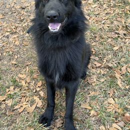 Jax - German Shepherd