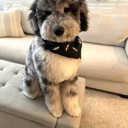 Bernedoodle and Goldendoodle Puppies from A.N.A. Doodles