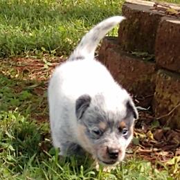 Australian Cattle Dog Puppies from Cindy McKinney's Australian Cattle Dogs