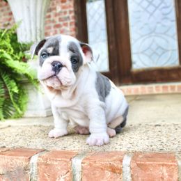 Frosty - Blue tri-color male Bulldog puppy in Ben Lomond, Arkansas from Miesha Carver's Bulldogs