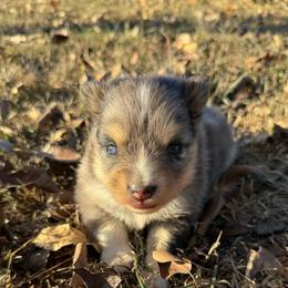 Boone - Merle male Pomsky puppy in Raymondville, Missouri from Pampered Pomskies