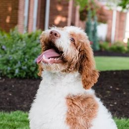 Poppi - Goldendoodle