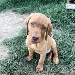 Labrador Retriever Puppies from Ashton White's Labrador Retrievers