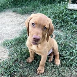 Labrador Retriever Puppies from Ashton White's Labrador Retrievers