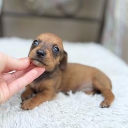 Zoey - Red female Dachshund puppy in Decatur, Mississippi from KP Dachshunds