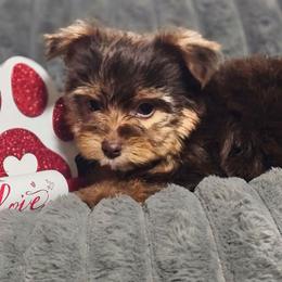 Teacup Boy 1 - Chocolate and tan male Yorkshire Terrier puppy in Thornville, Ohio from My precious yorkies