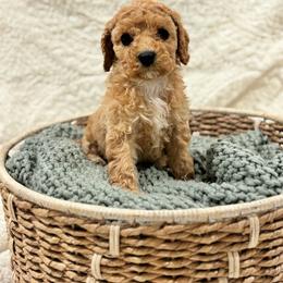 Delta - Red female Cavapoo puppy in Austin, Texas from Doodles of Central Texas